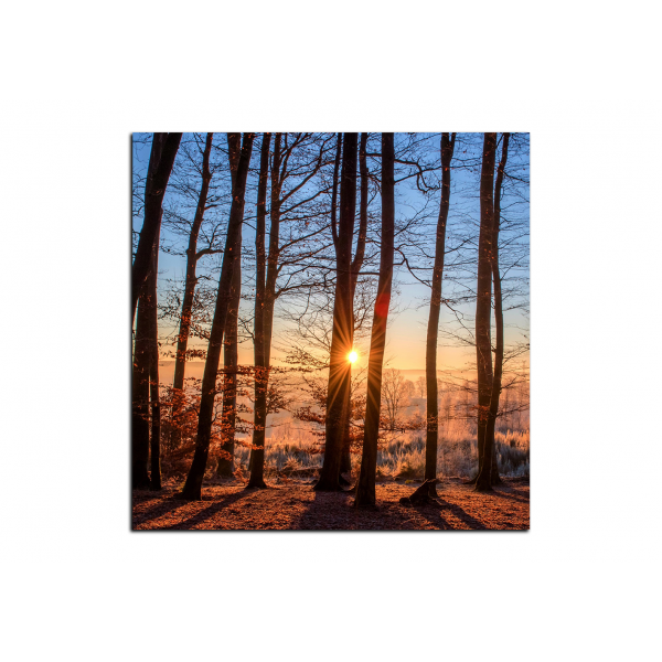 Obraz na plátně - Podzimní ráno v lese - čtverec